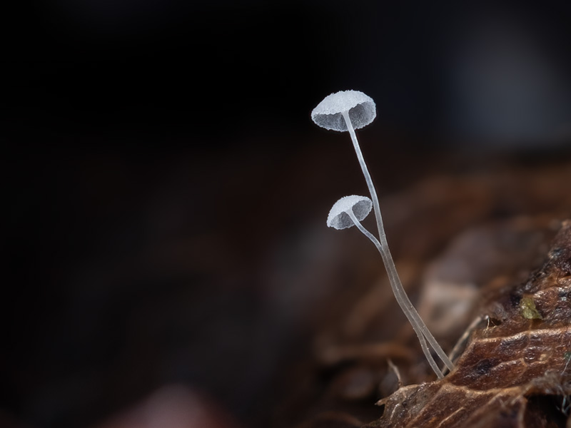 Mycena polyadelpha